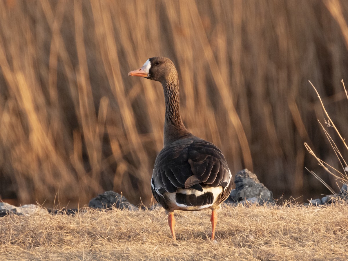 Greater White-fronted Goose - ML323505911