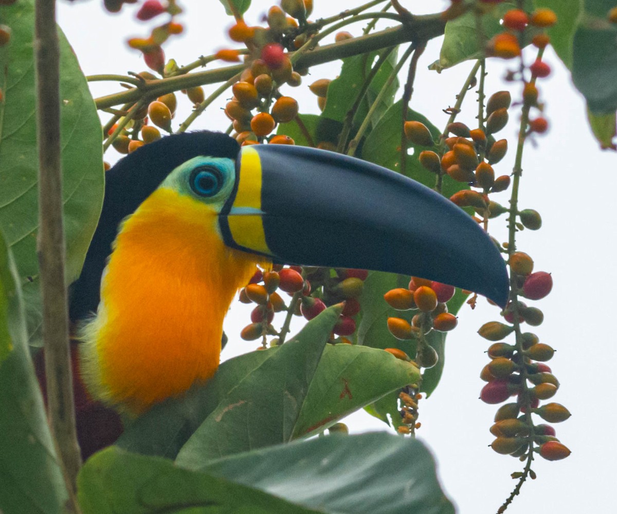 Channel-billed Toucan - Anderson  Sandro