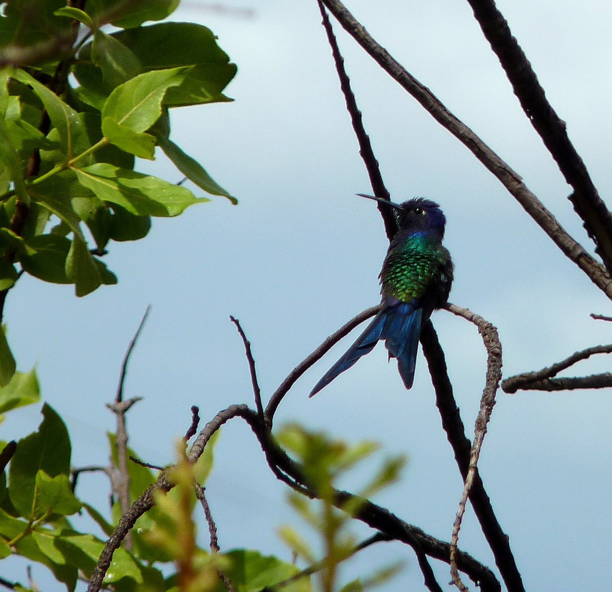 Swallow-tailed Hummingbird - Nárgila Moura