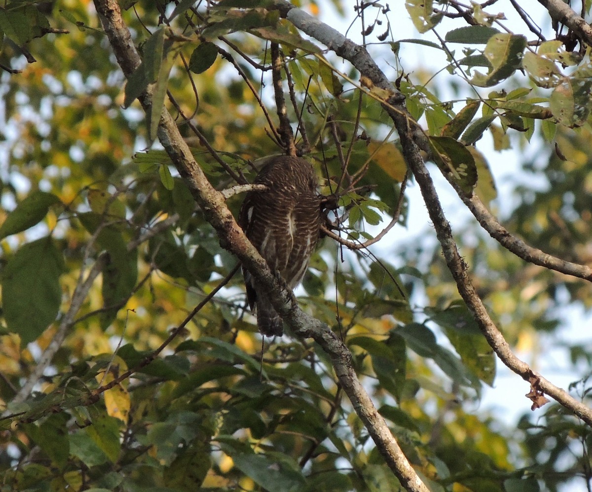 Asian Barred Owlet - ML323509101