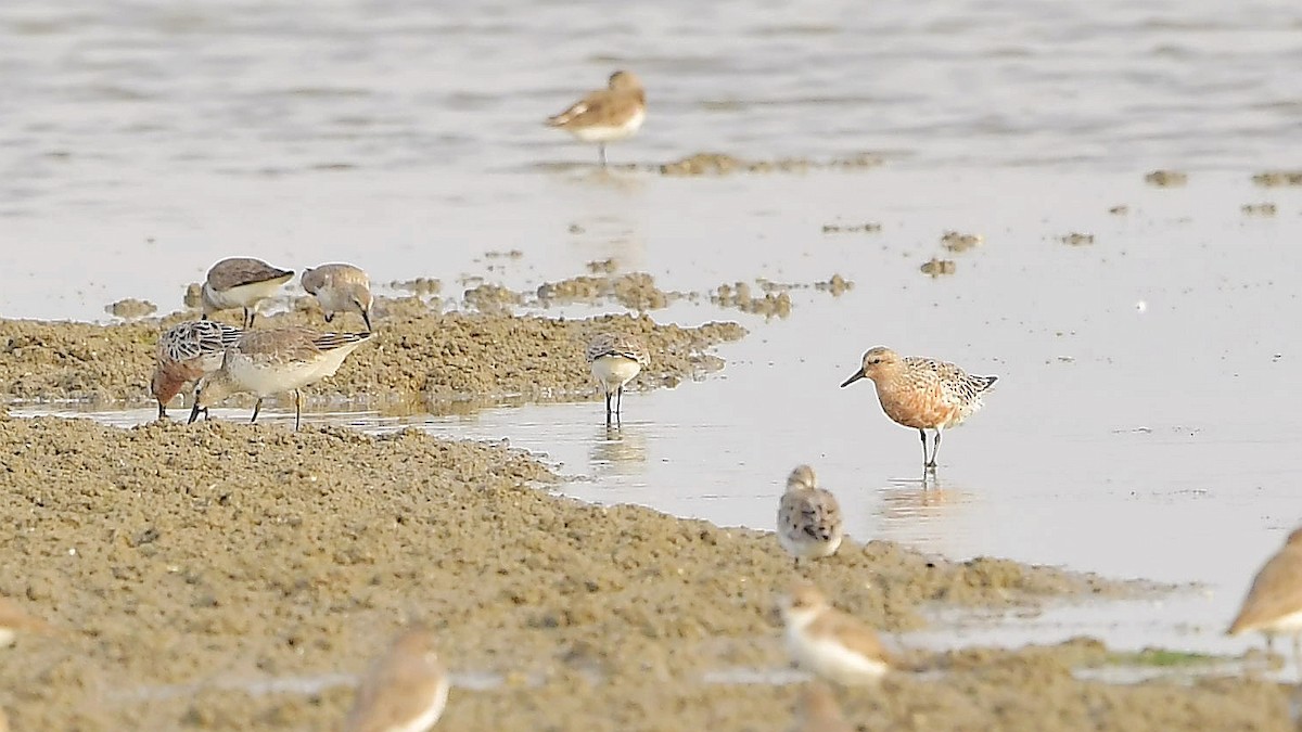 Red Knot - ML323511711