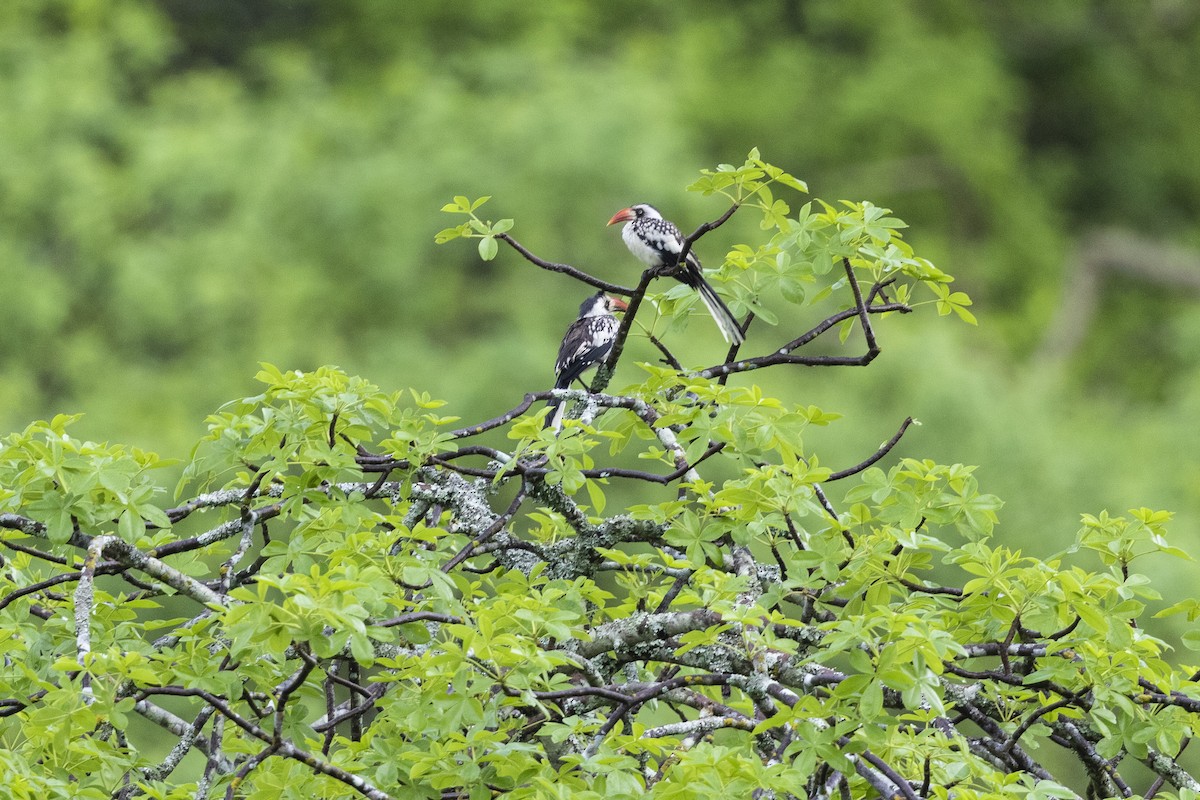 Tanzanian Red-billed Hornbill - ML323513851