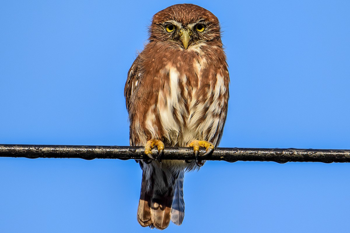Austral Pygmy-Owl - ML323515111