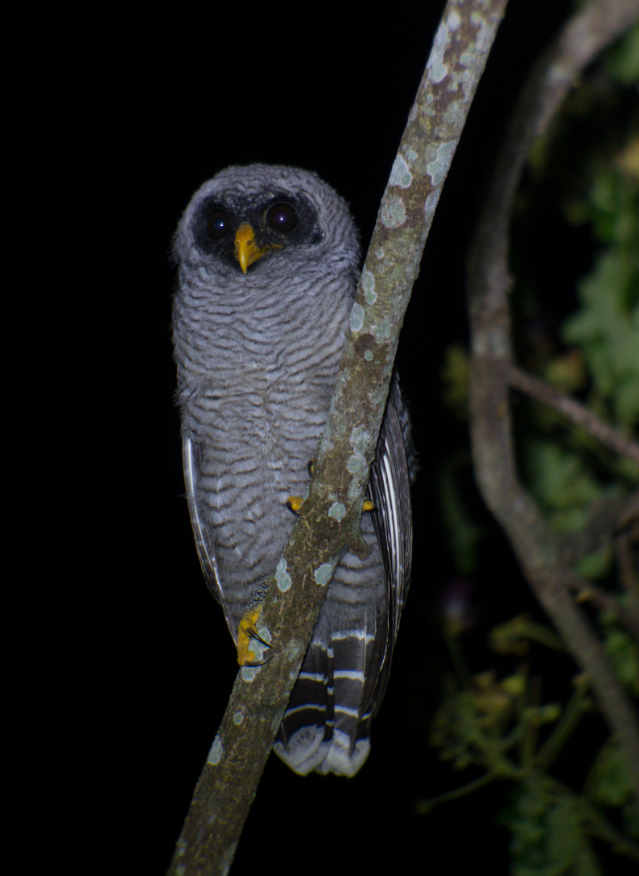 Black-and-white Owl - ML323518731