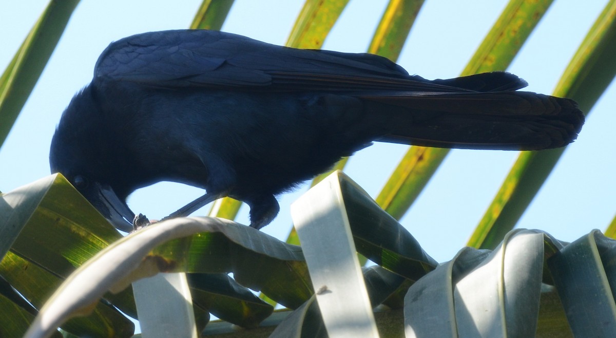 Sinaloa Crow - ML323521531