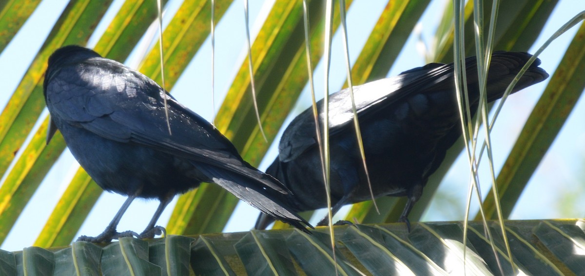 Sinaloa Crow - ML323521541