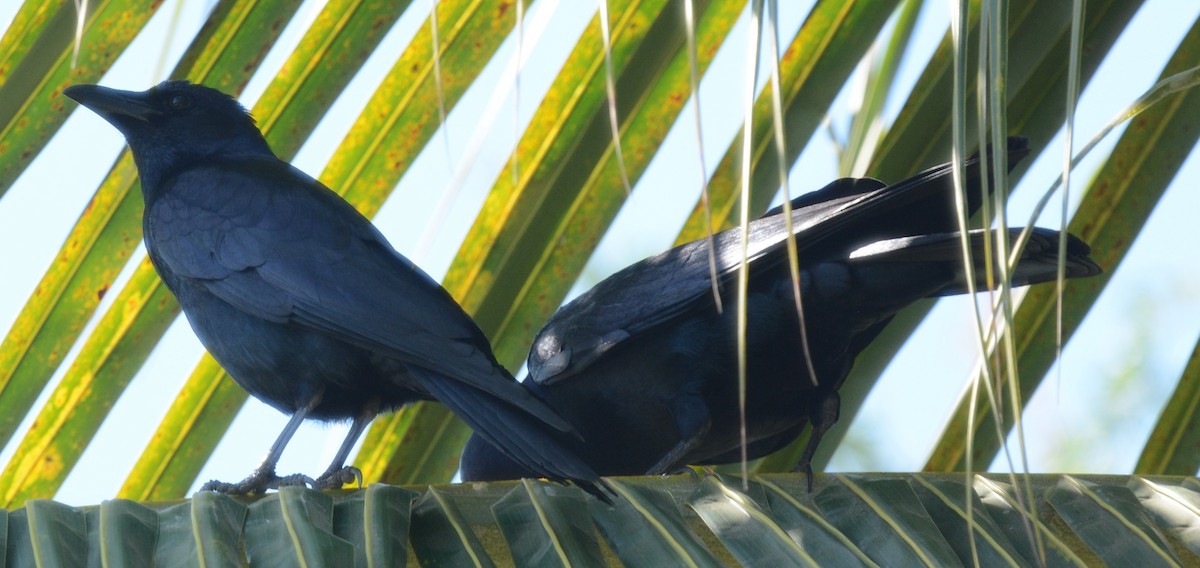 Sinaloa Crow - ML323521581