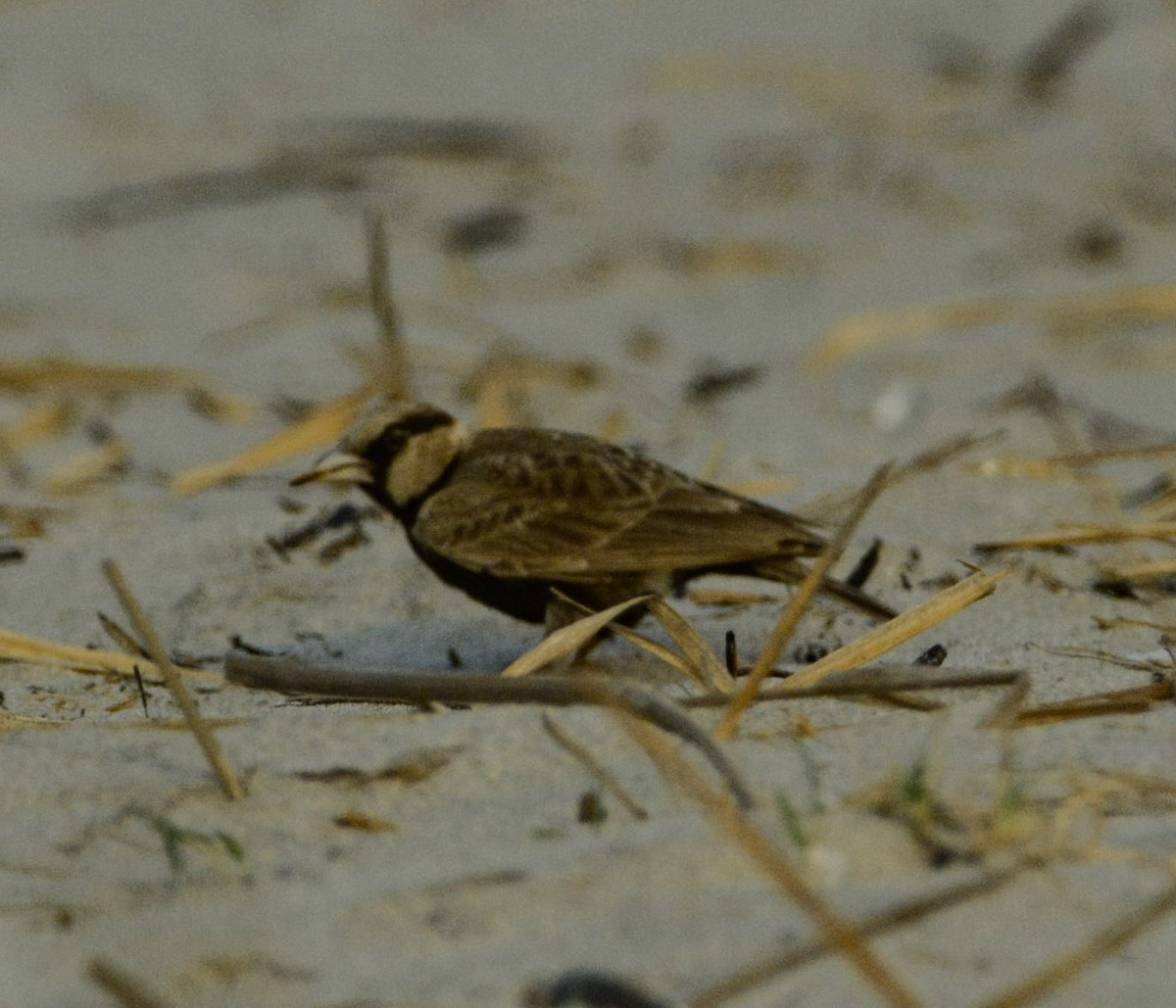 Ashy-crowned Sparrow-Lark - ML323532311
