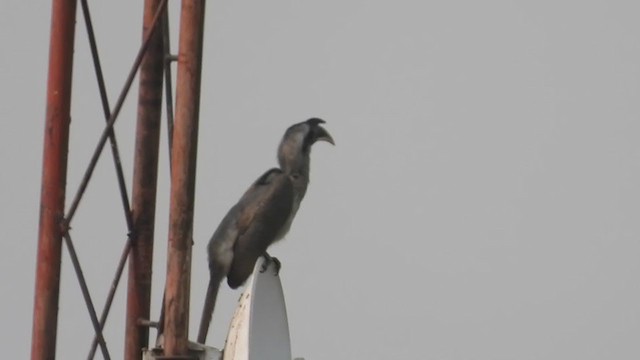 Indian Gray Hornbill - ML323534911