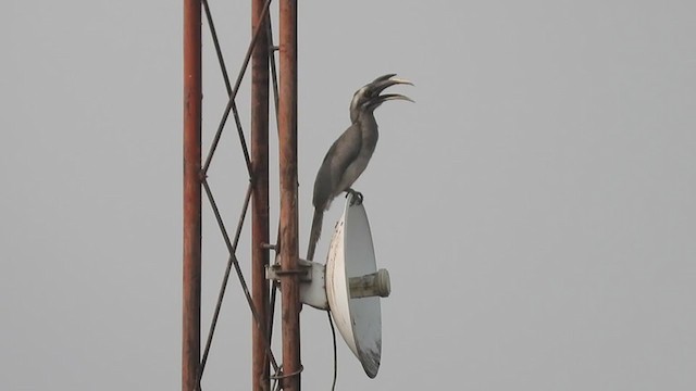 Indian Gray Hornbill - ML323535651