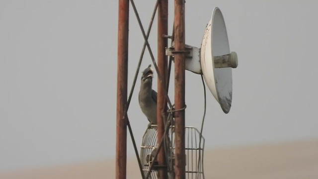 Indian Gray Hornbill - ML323535951