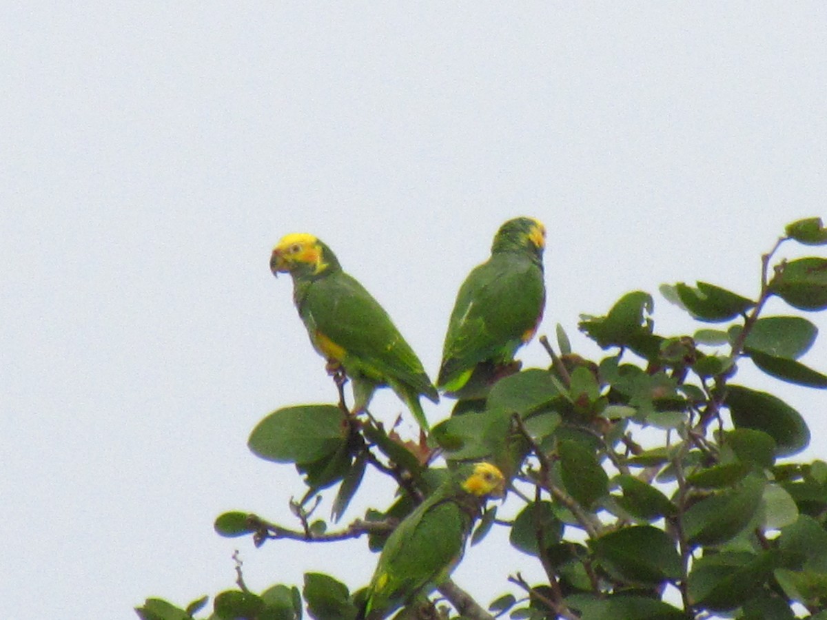Yellow-faced Parrot - ML323538451