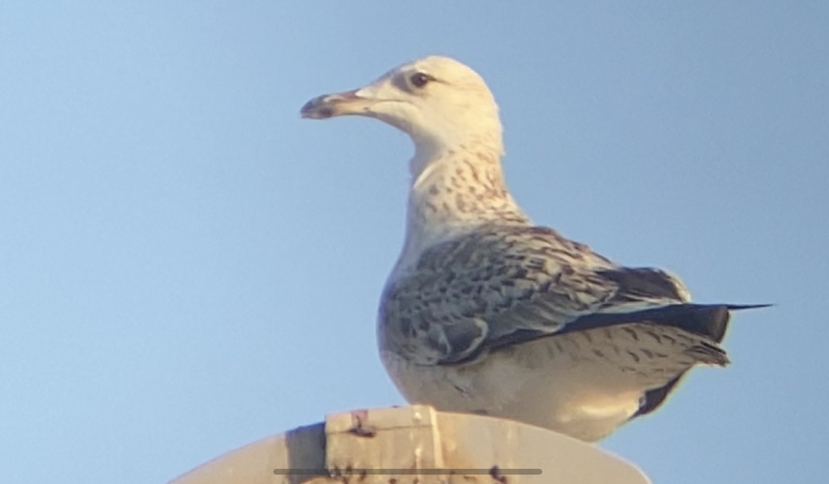 Lesser Black-backed Gull (Heuglin's) - Khalifa Al Dhaheri