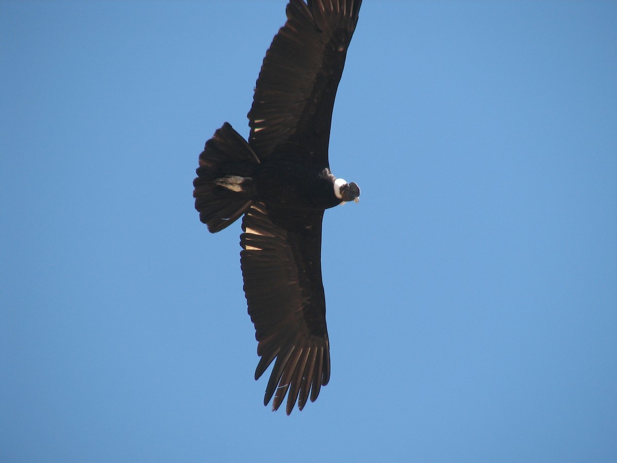 Andean Condor - Fabricio C. Gorleri
