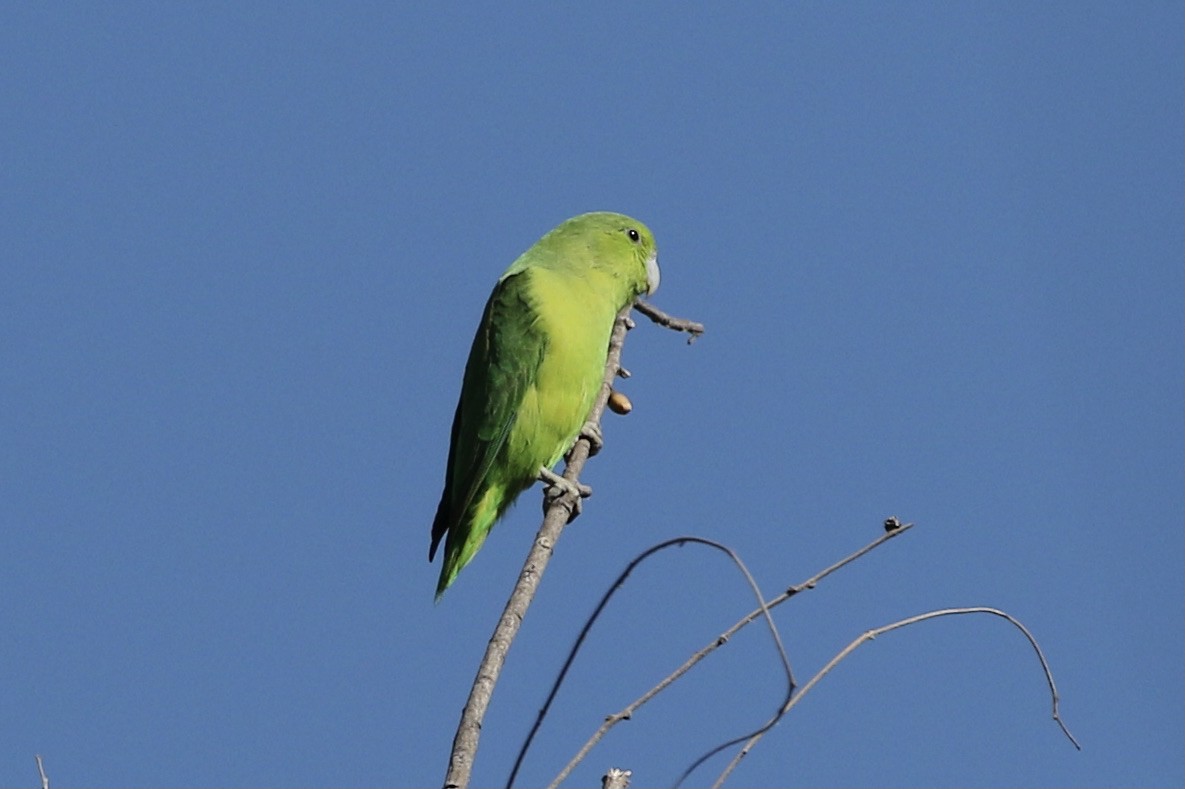 Папуга-горобець мексиканський - ML323551961