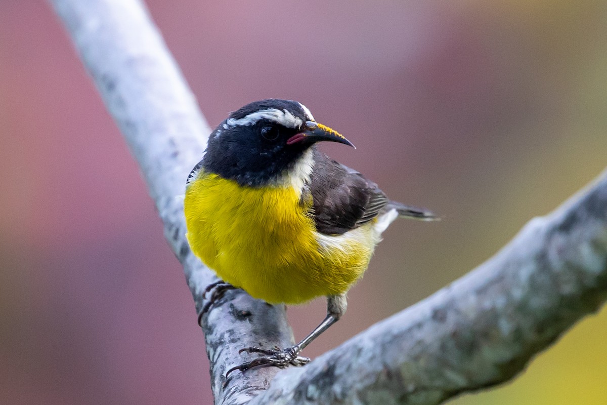 ML323552231 - Bananaquit (Lesser Antillean) - Macaulay Library