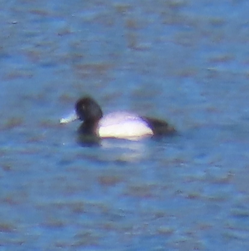 Greater Scaup - ML323561181