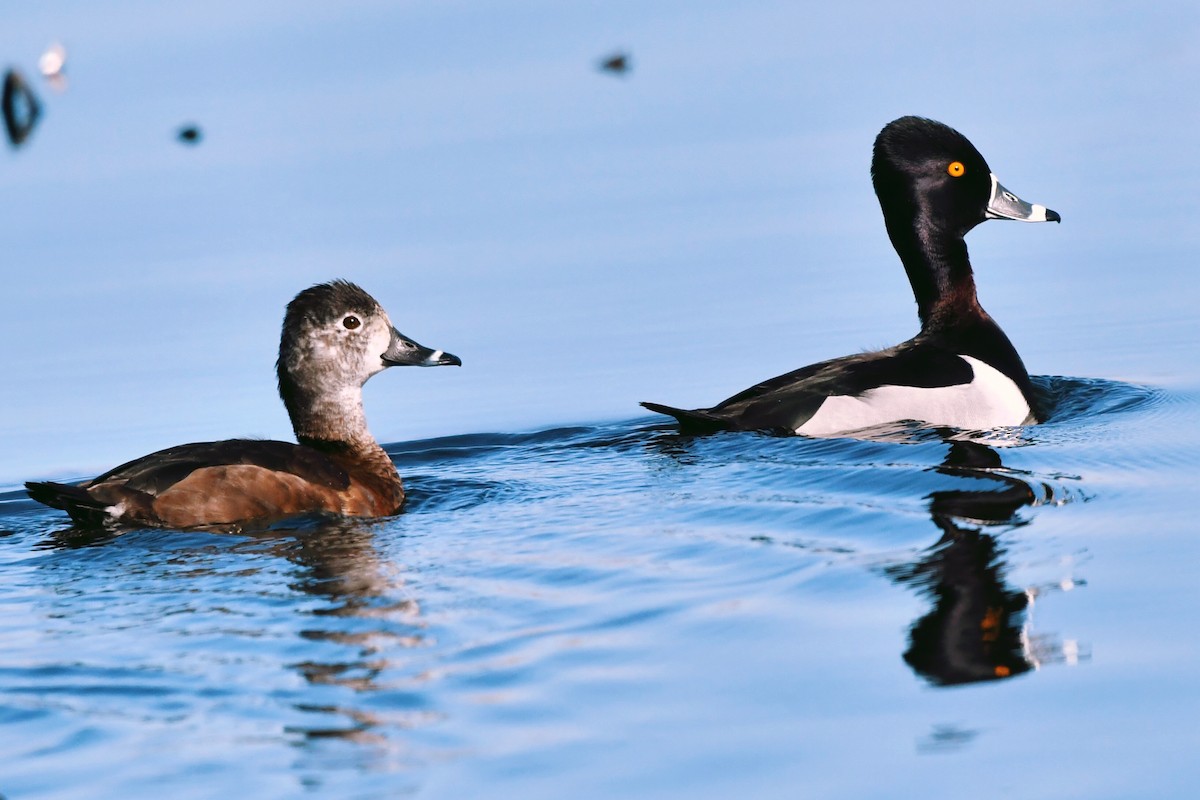 Ring-necked Duck - Francois St-Cyr