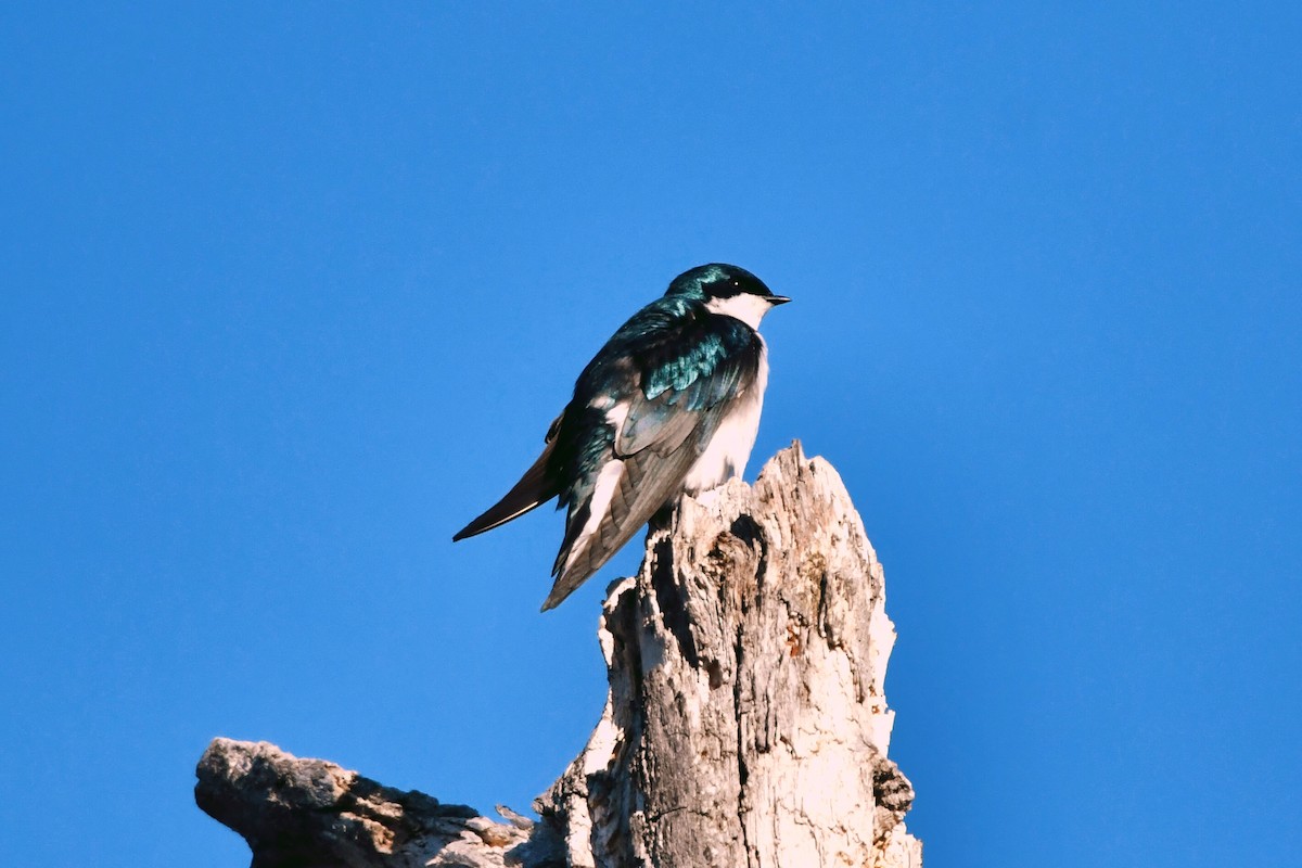Tree Swallow - Francois St-Cyr