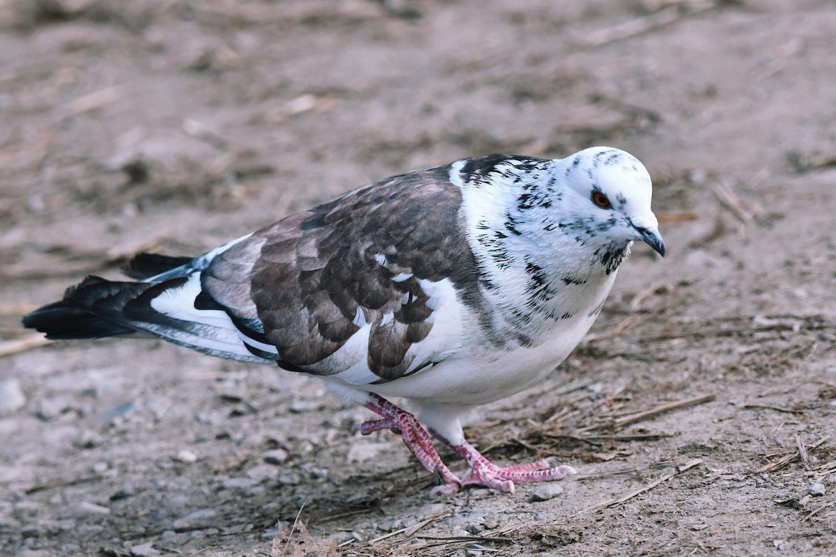Rock Pigeon (Feral Pigeon) - Francois St-Cyr