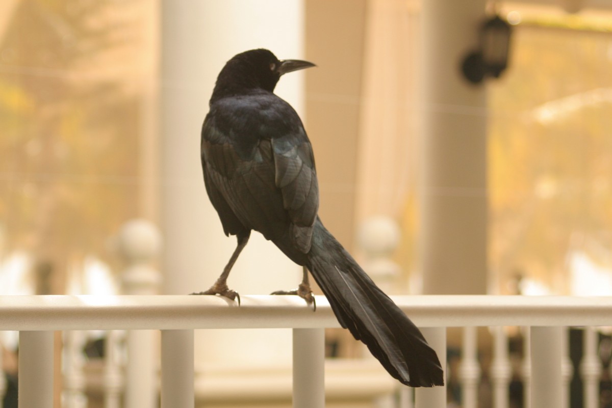 Great-tailed Grackle - ML32357651