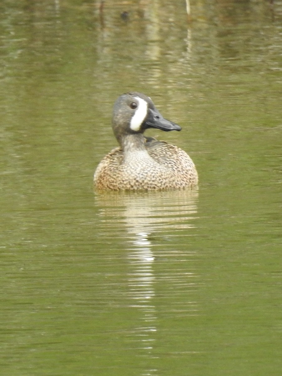 Blue-winged Teal - ML323577071
