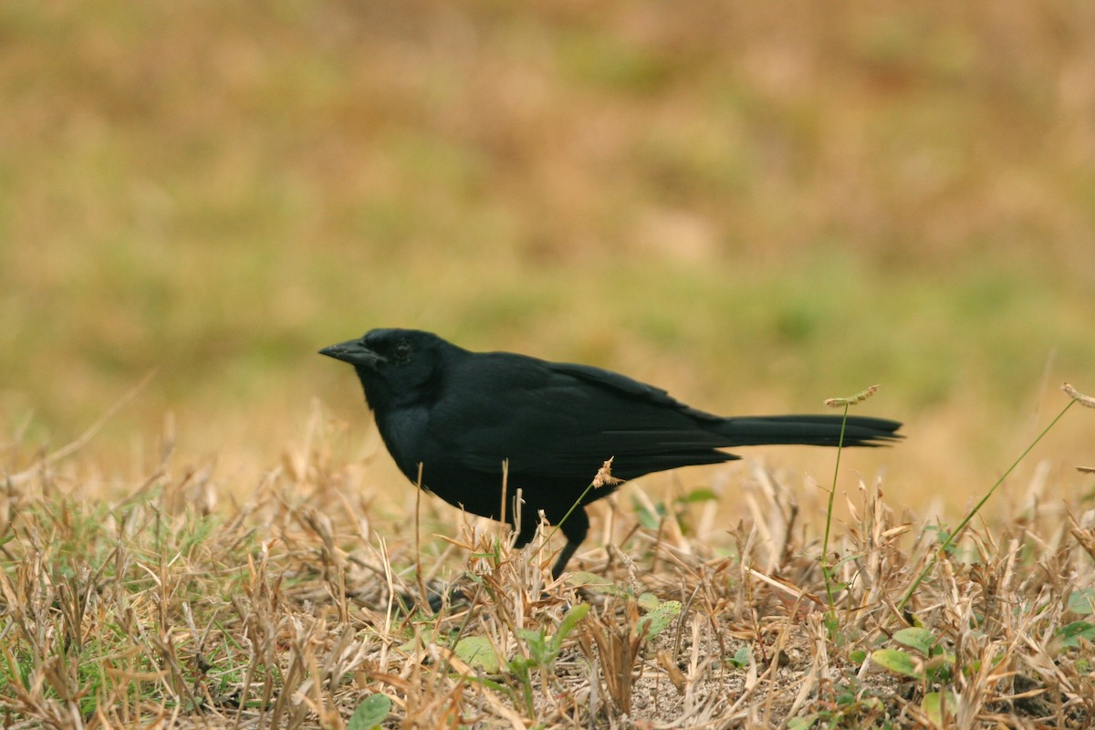 Melodious Blackbird - ML32357841