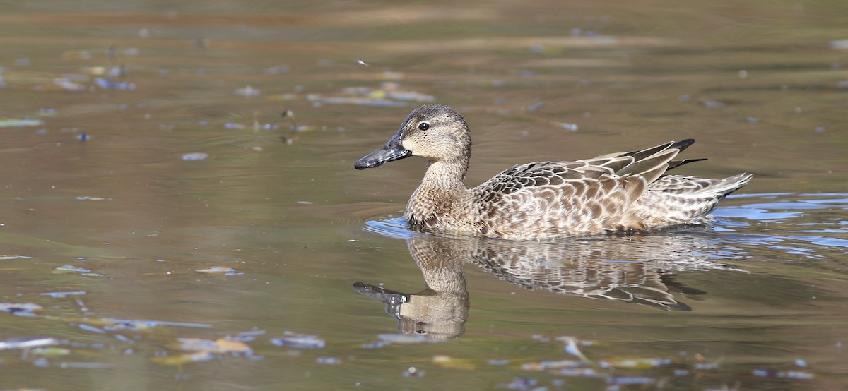 Blue-winged Teal - ML323581181