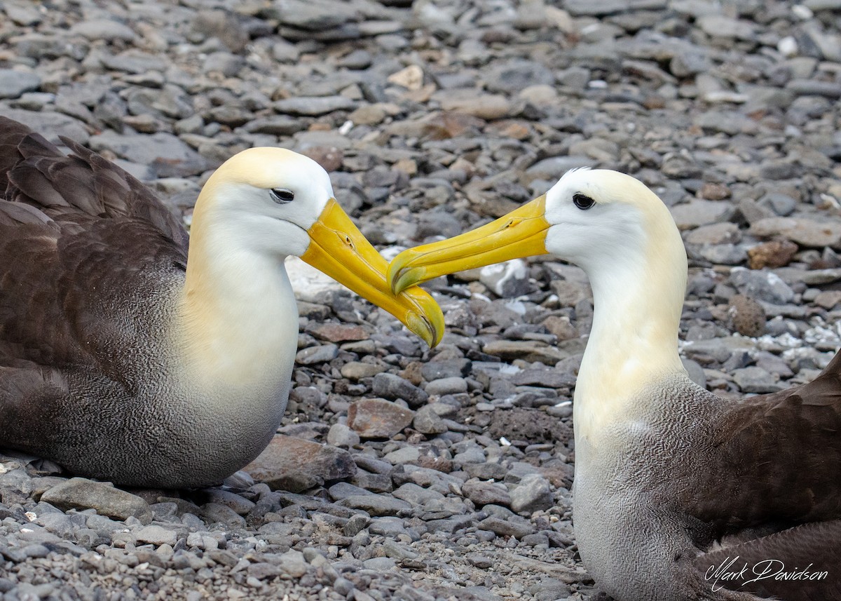 Albatros des Galapagos - ML323581311