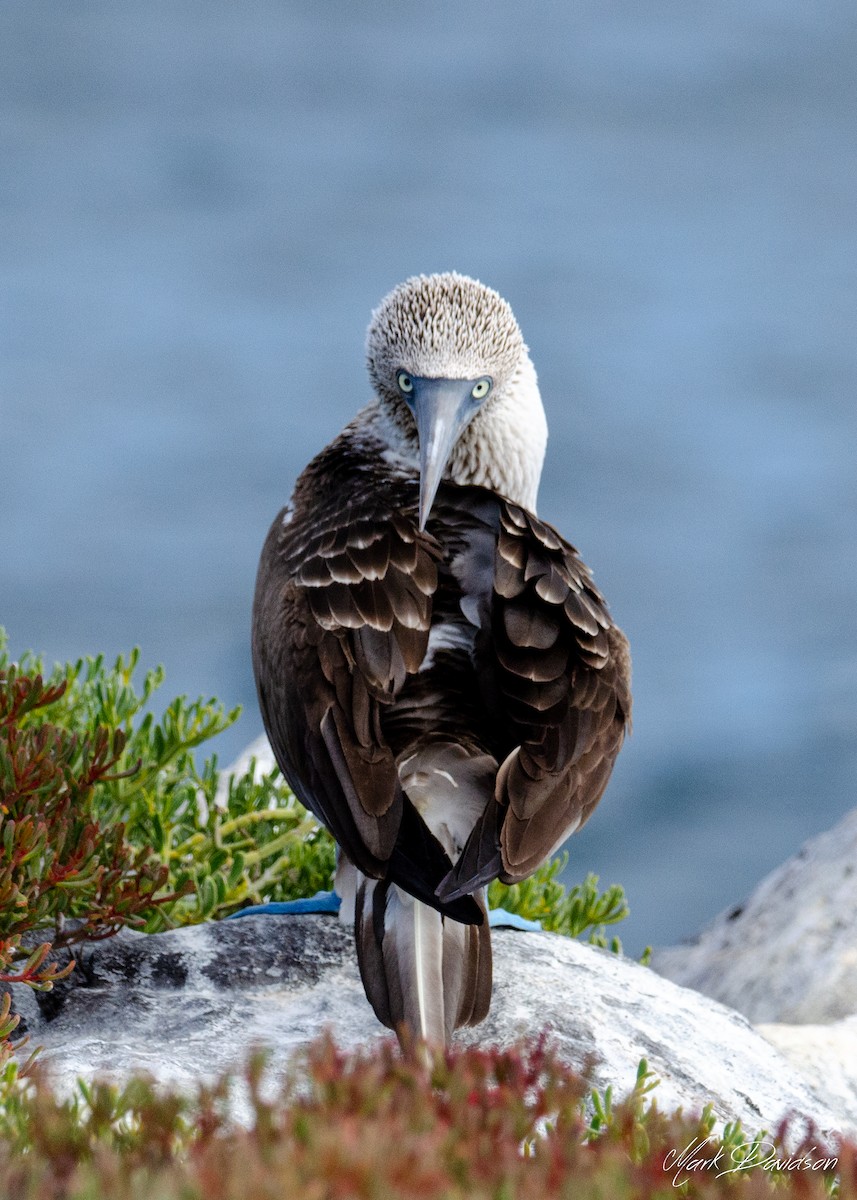 Blue-footed Booby - ML323581631