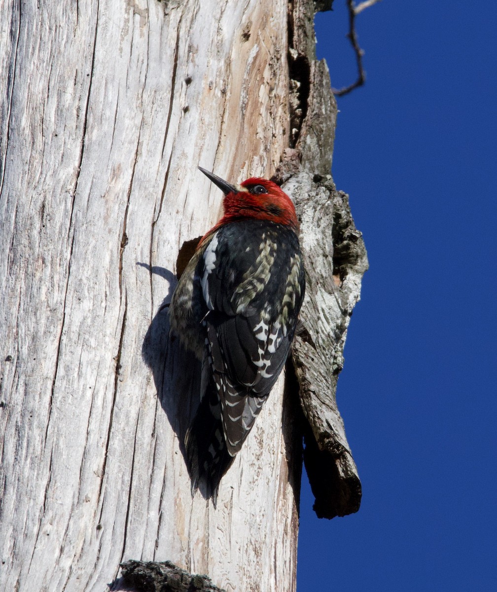 Red-breasted Sapsucker - ML323584051