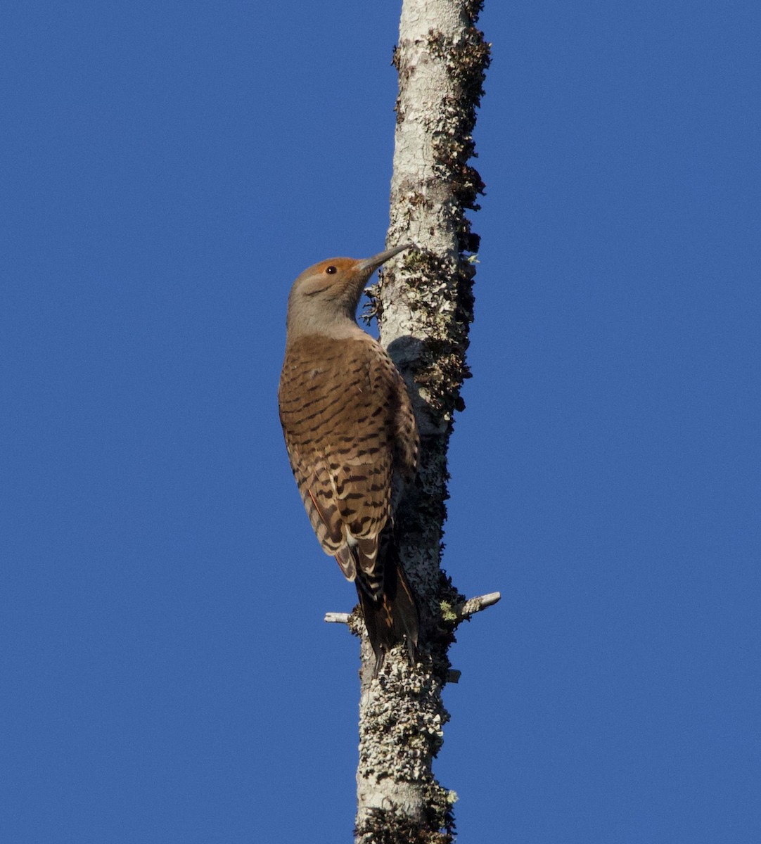 Northern Flicker (Red-shafted) - ML323584101