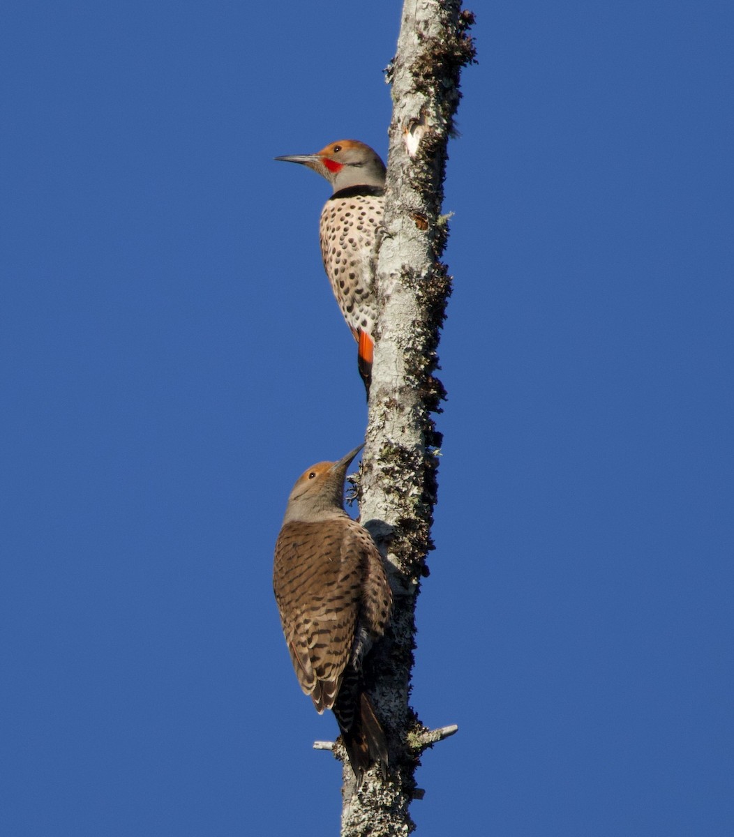 Northern Flicker (Red-shafted) - ML323584111