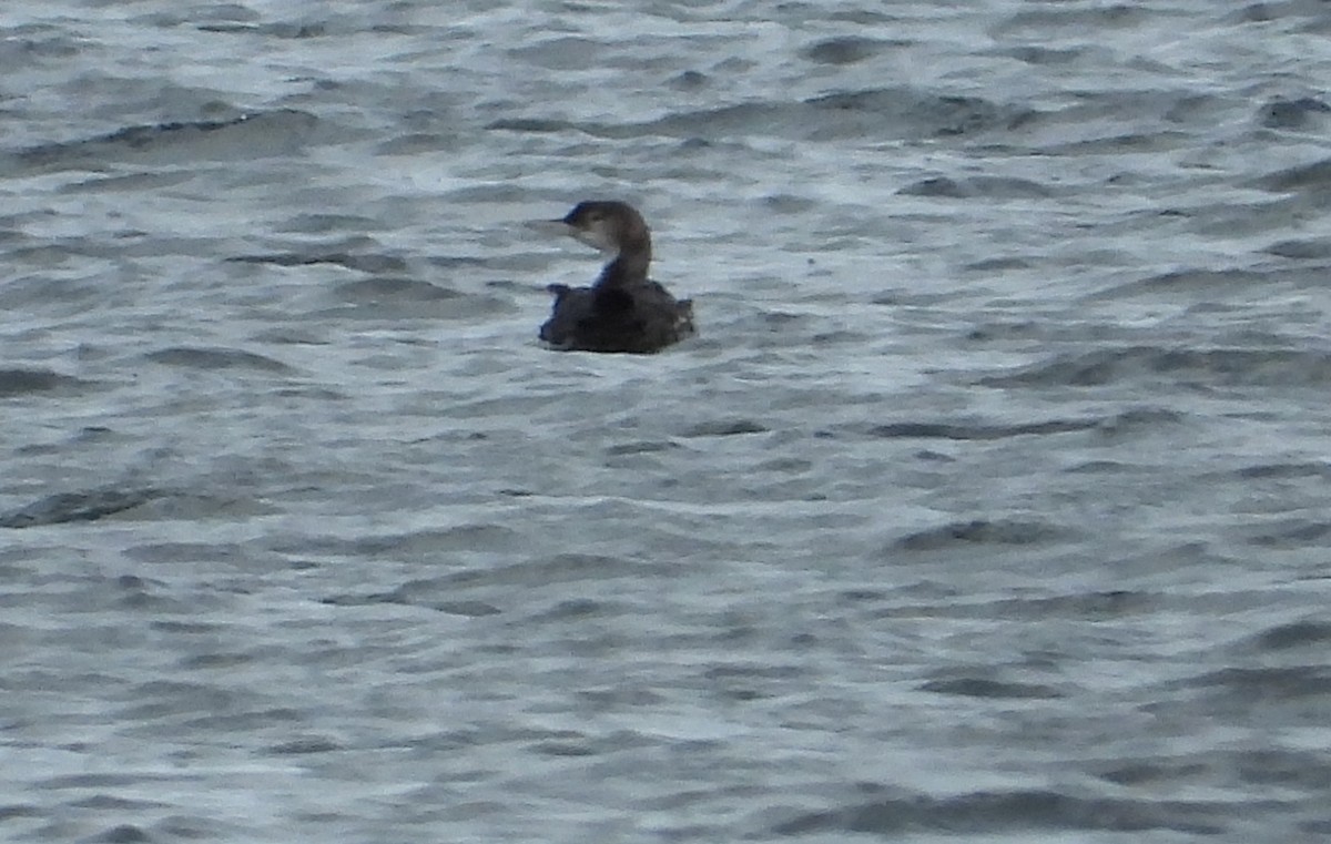 Common Loon - Morten Winther Dahl