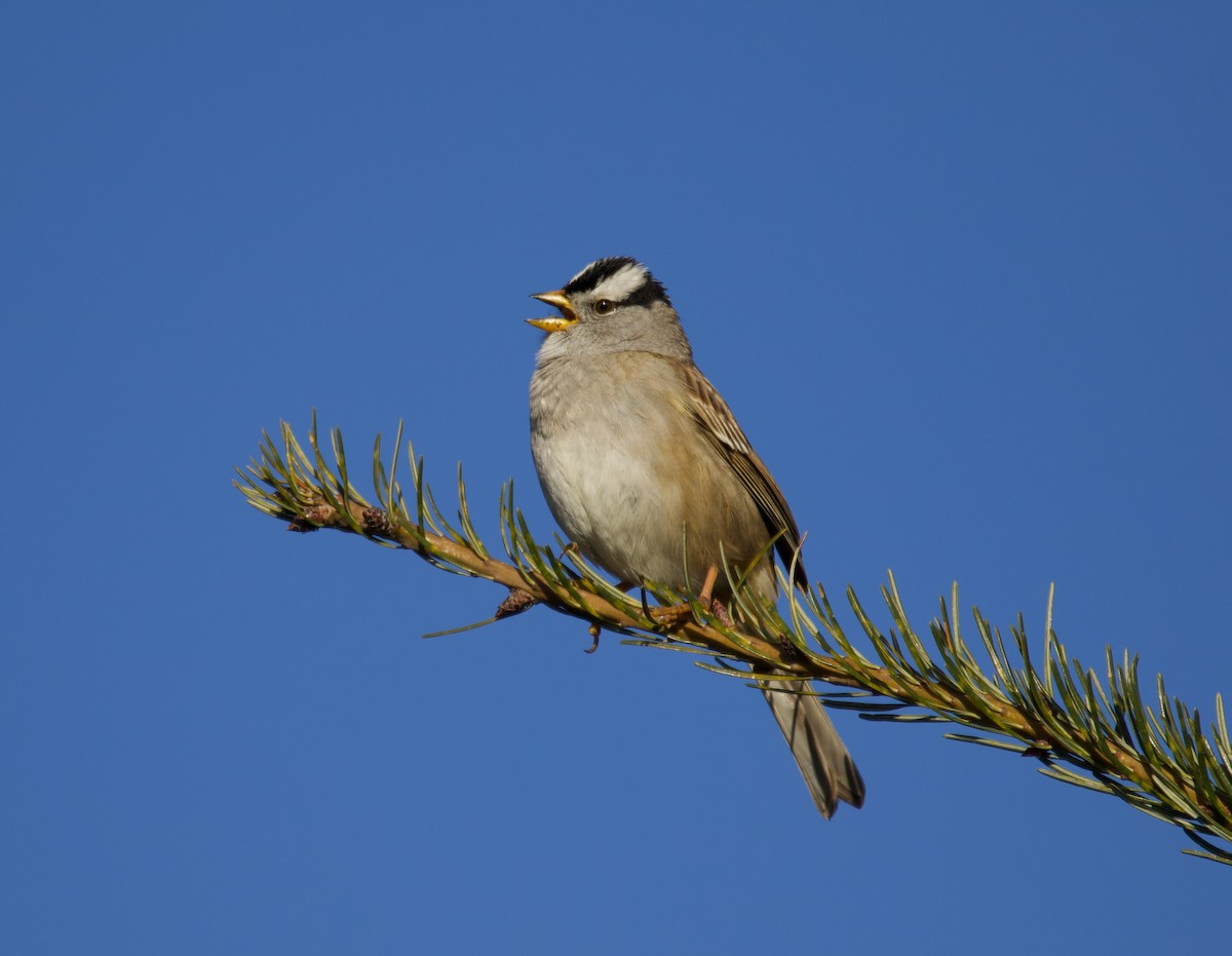 White-crowned Sparrow (pugetensis) - ML323584791
