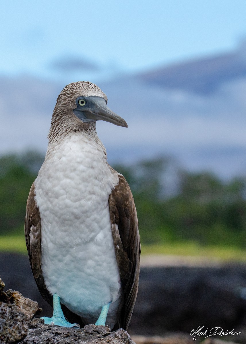 Blue-footed Booby - ML323585541