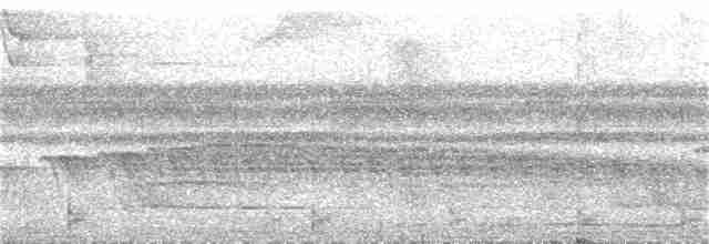 Guayana-Strichelameisenschlüpfer - ML323587371
