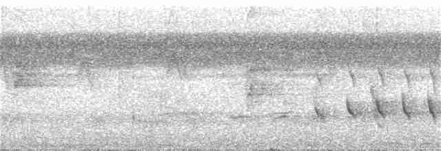 Weißkehl-Ameisenschlüpfer - ML323587381
