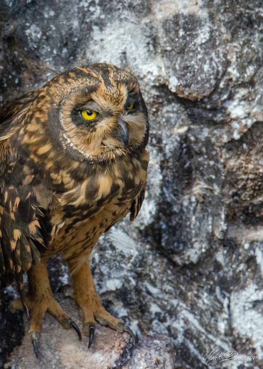 Short-eared Owl (Galapagos) - Mark Davidson