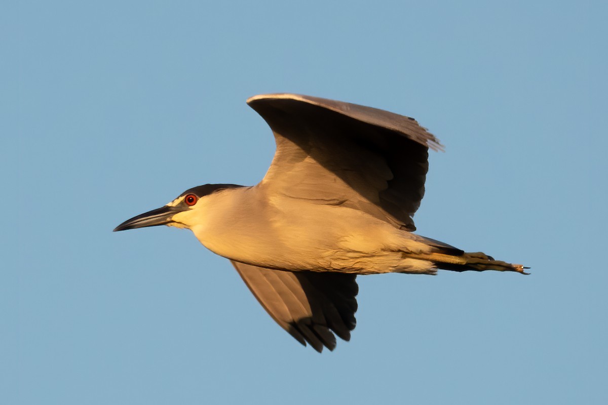 Black-crowned Night Heron - ML323591301