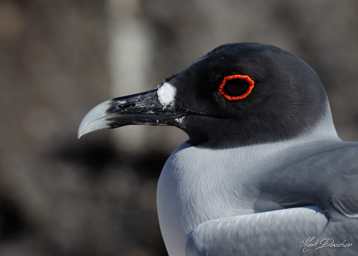 Swallow-tailed Gull - ML323591391
