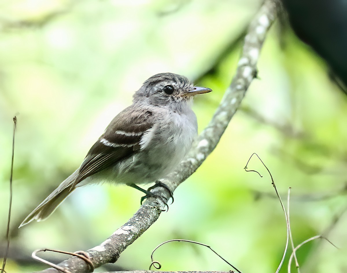 Gray-breasted Flycatcher - ML323591911