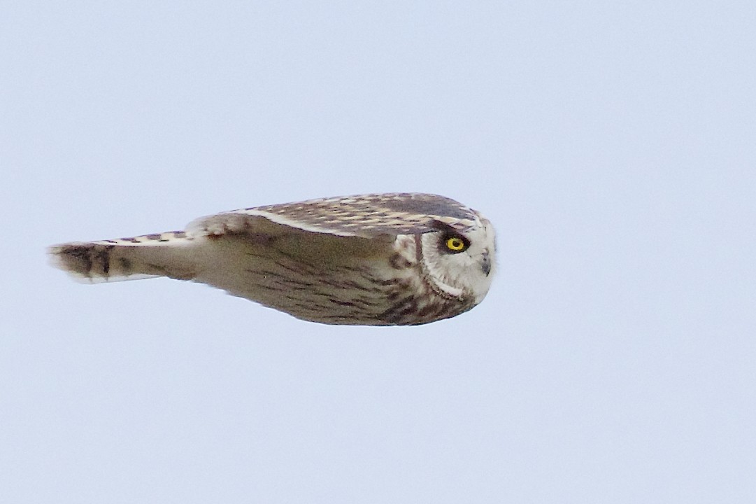 Short-eared Owl - Jeanne Verhulst