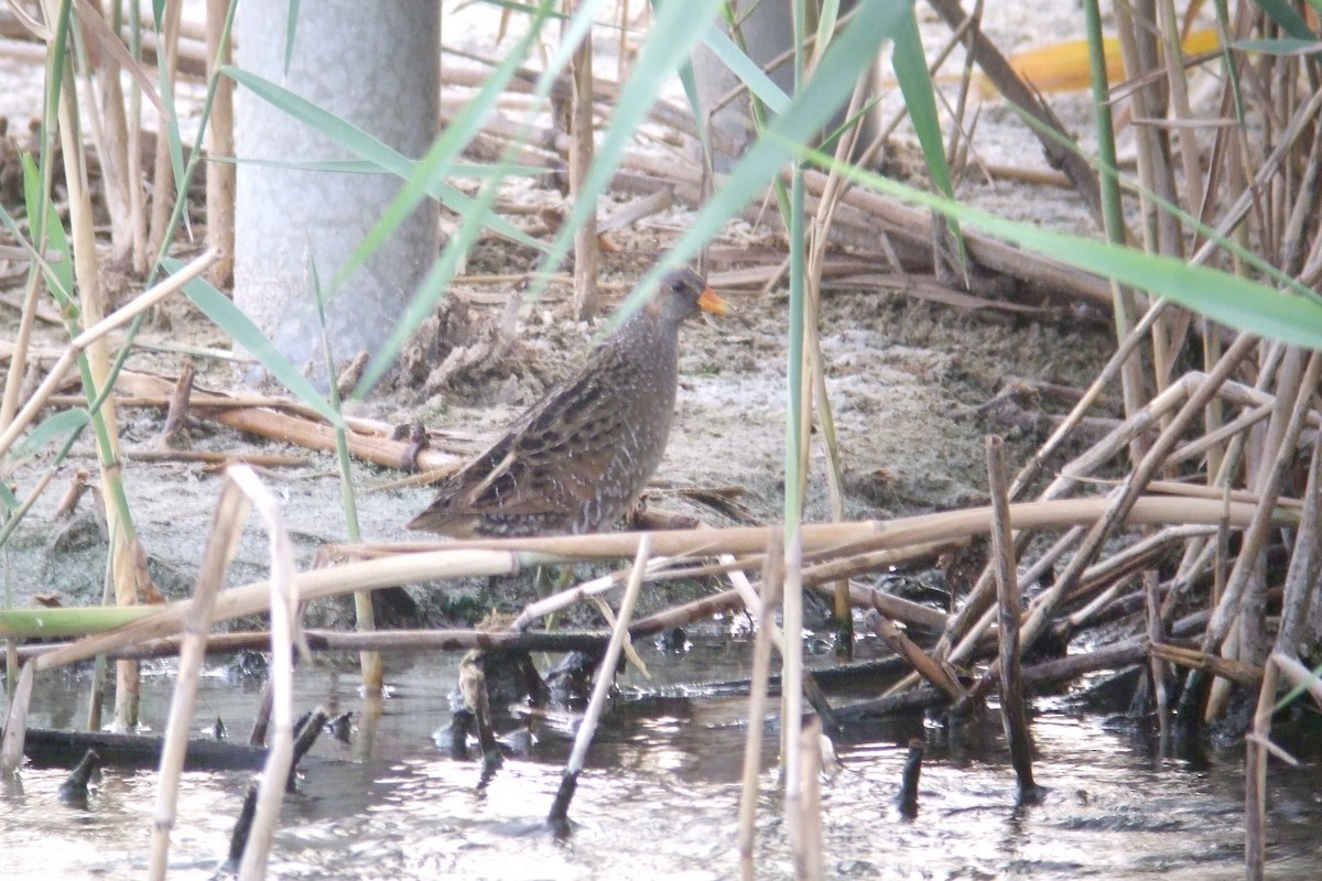 Spotted Crake - Oscar Campbell