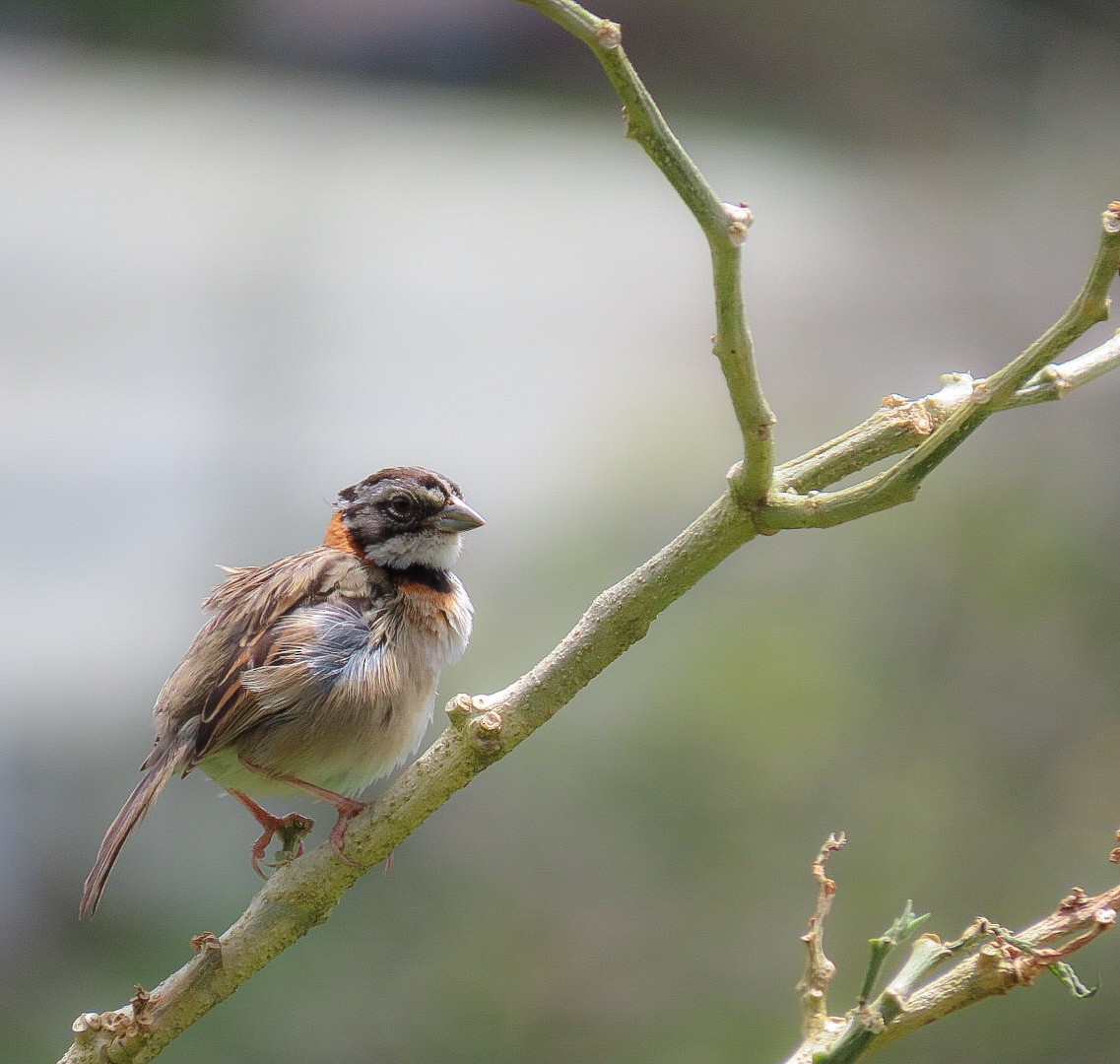 Rufous-collared Sparrow - ML323600541