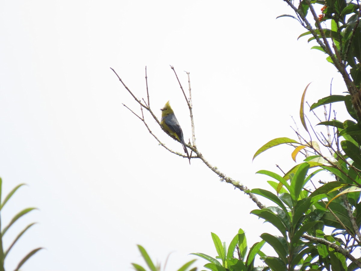 Long-tailed Silky-flycatcher - ML323600731