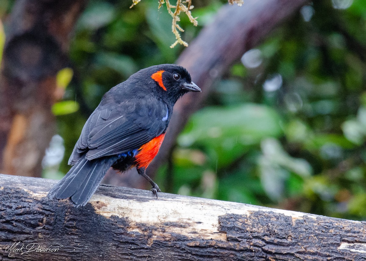 Scarlet-bellied Mountain Tanager - ML323604851