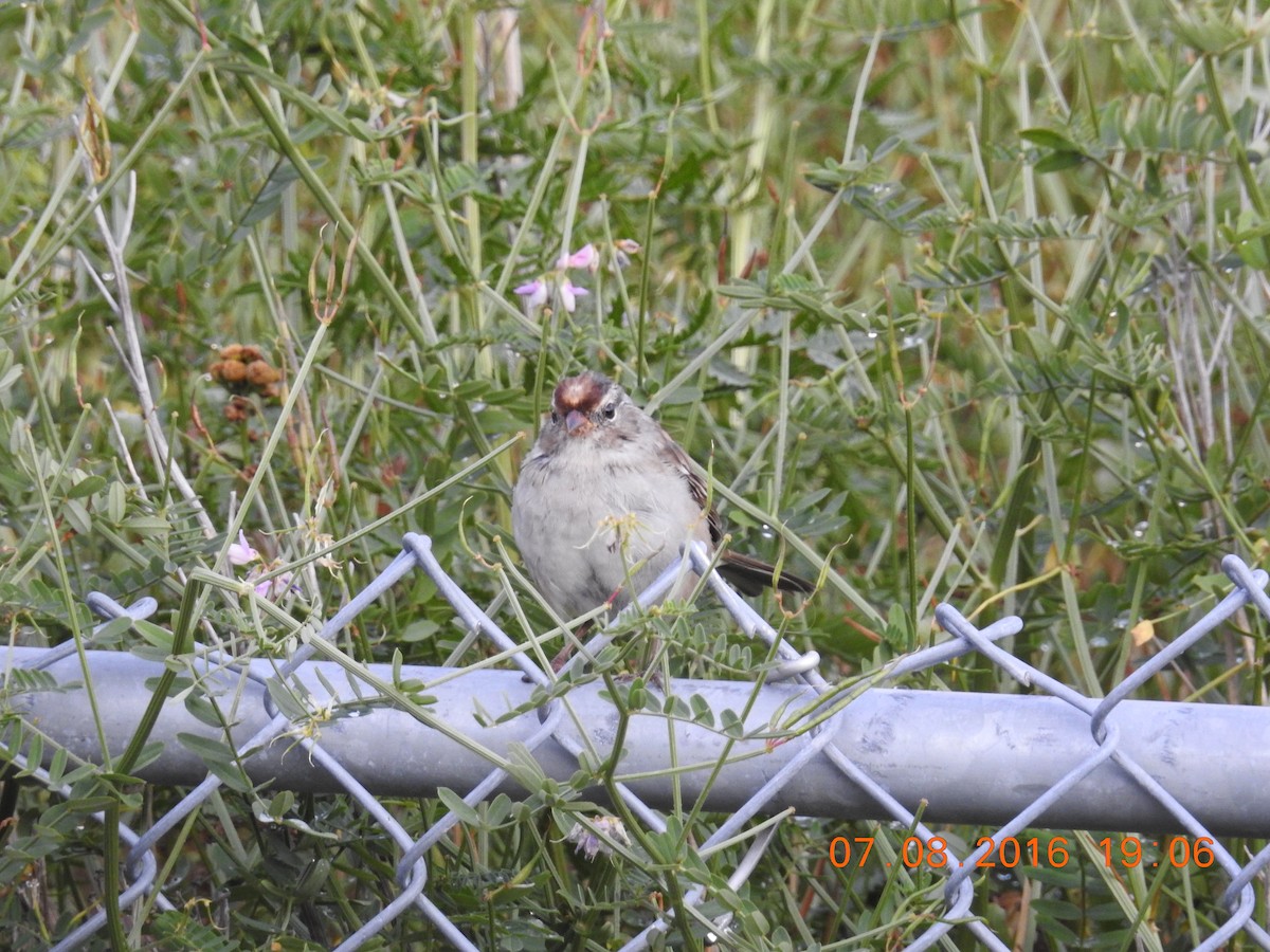 White-crowned Sparrow - ML32360491