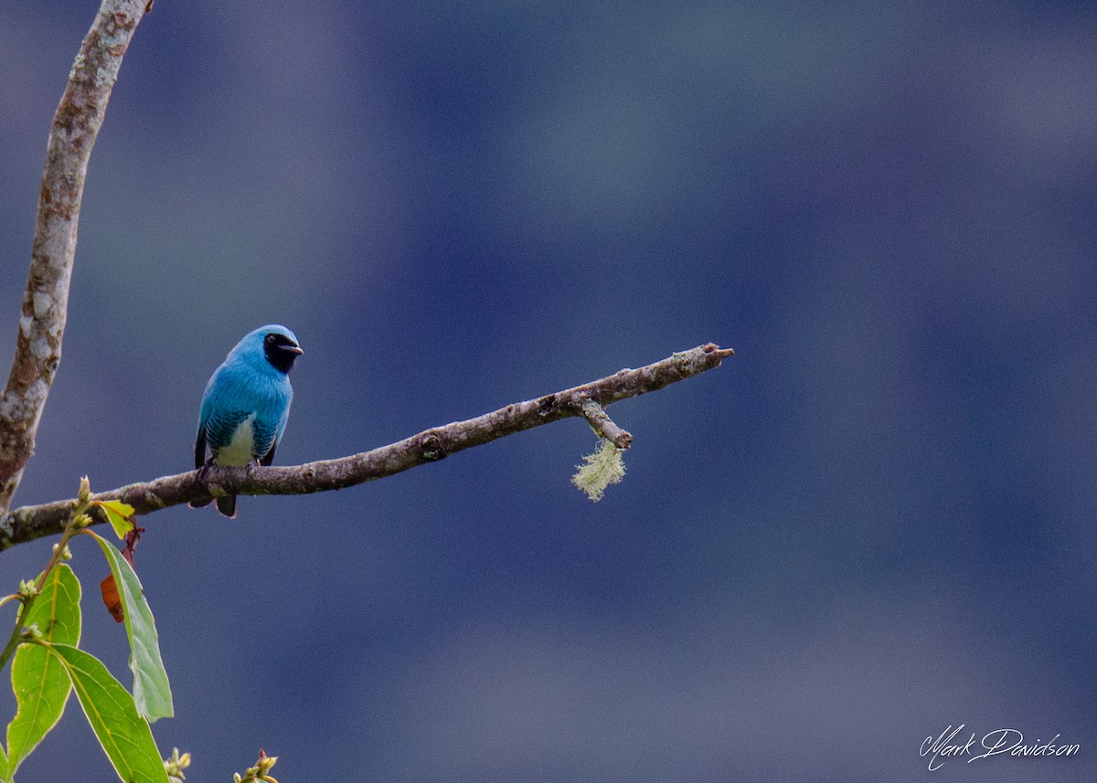 Swallow Tanager - ML323605431