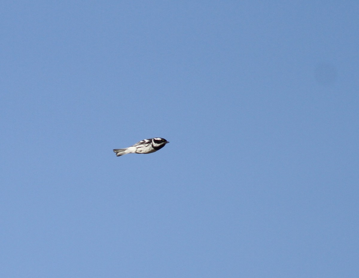 Black-throated Gray Warbler - ML323610101